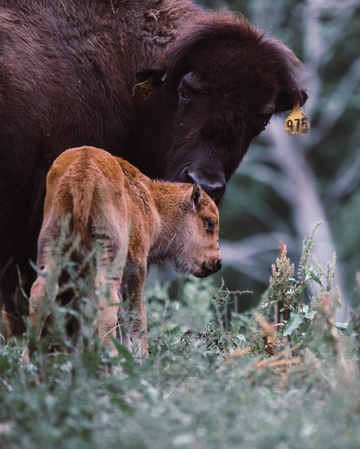 Bison Farm Tour and Tasting 1229x1536 1