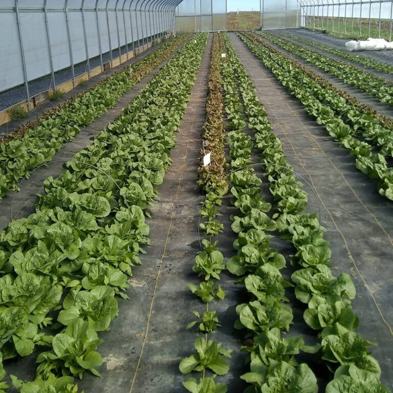 heirs farms 768x768