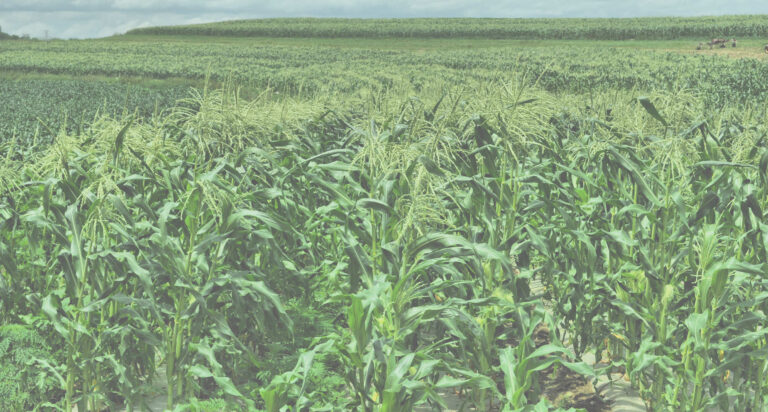 corn bg 768x412