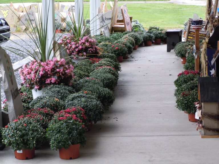 462808162 8590233157719937 6699074240621506091 n 768x576