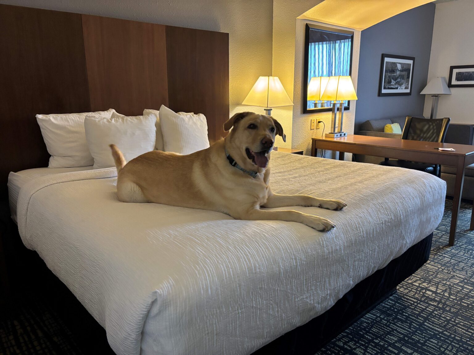 Nala on Big Bed La Quinta 1536x1152