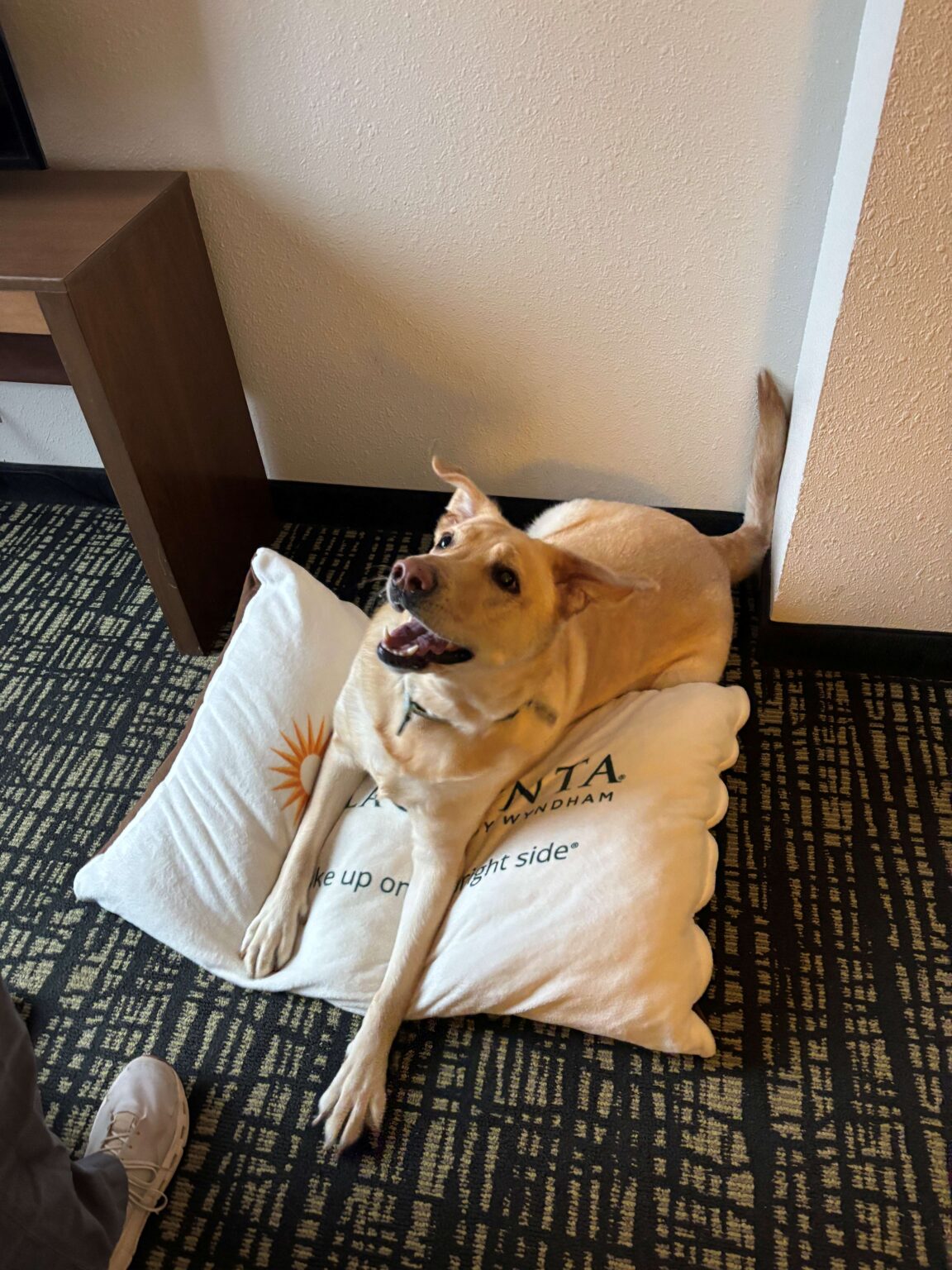 Nala on dog bed La Quinta 1152x1536