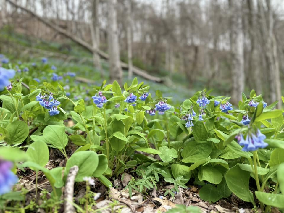 blue bell mason