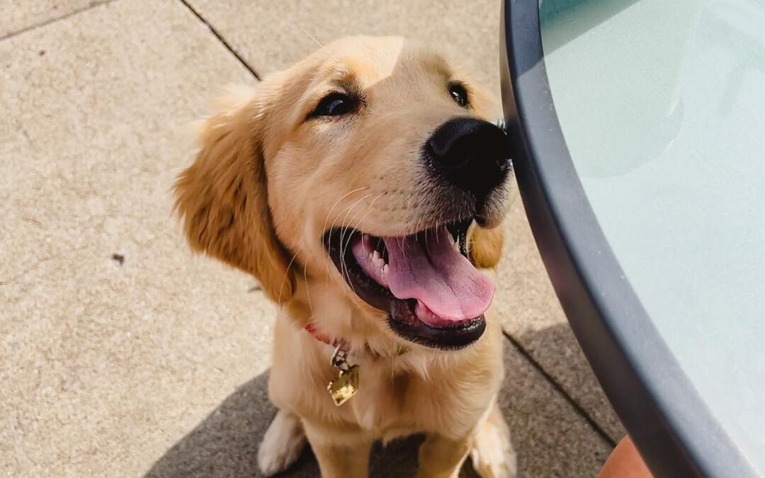 Pet-friendly Restaurants in Greater Morgantown, WV