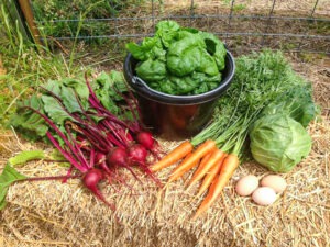 imgi 5 harvest orig 300x225 1