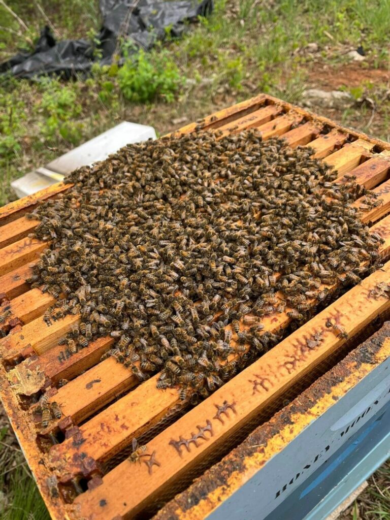 imgi 8 342546715 604514505031955 1282582880267936723 n 1152x1536 1 768x1024