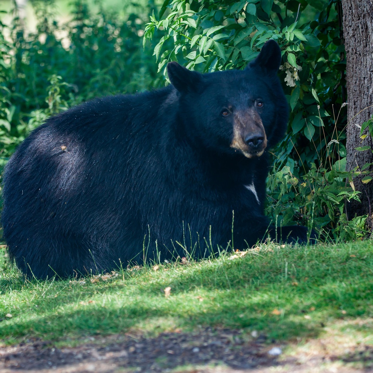 bear