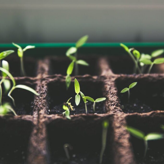 seed