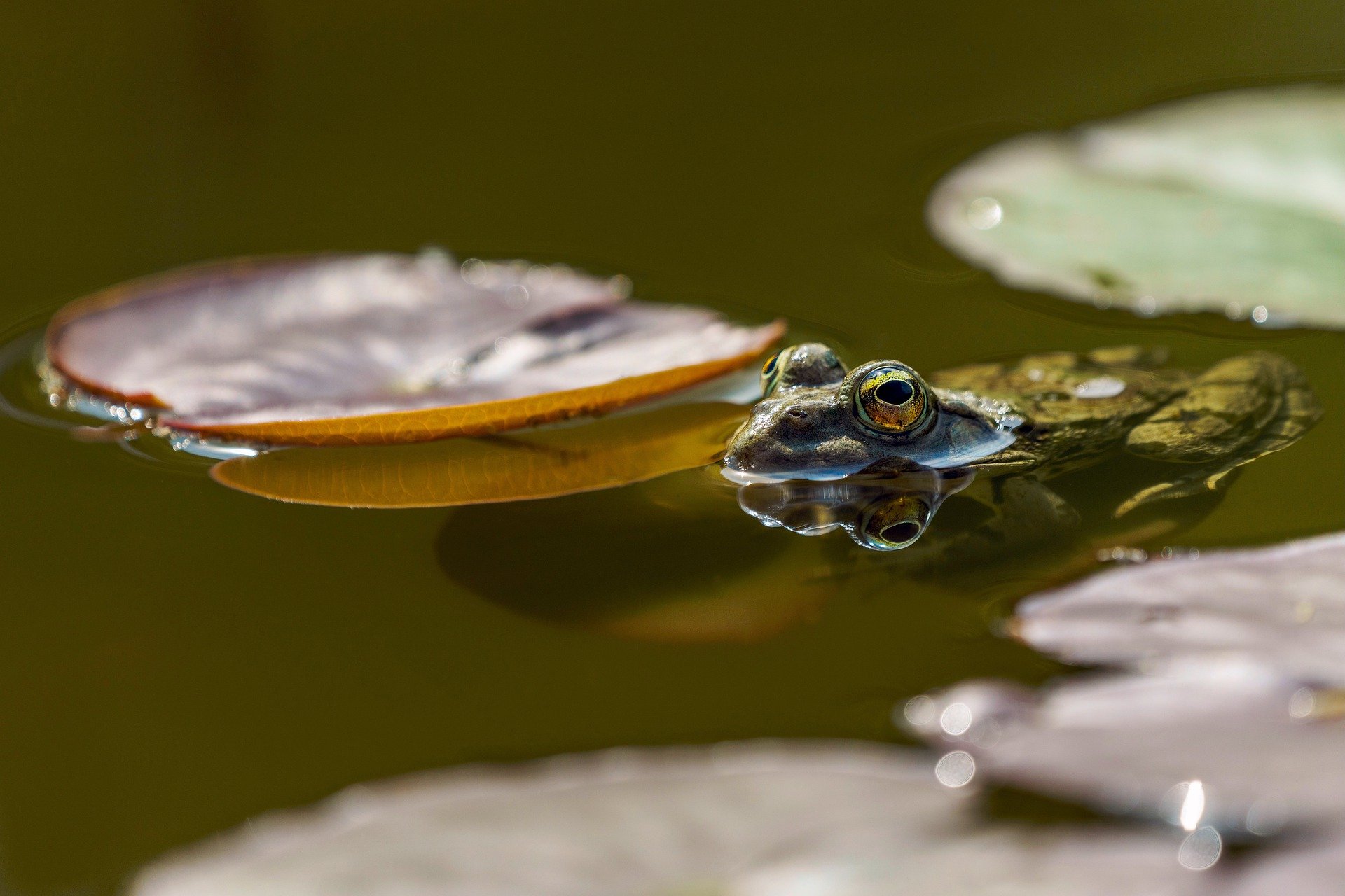 West Virginia Botanic Gardens Wetland Wonders