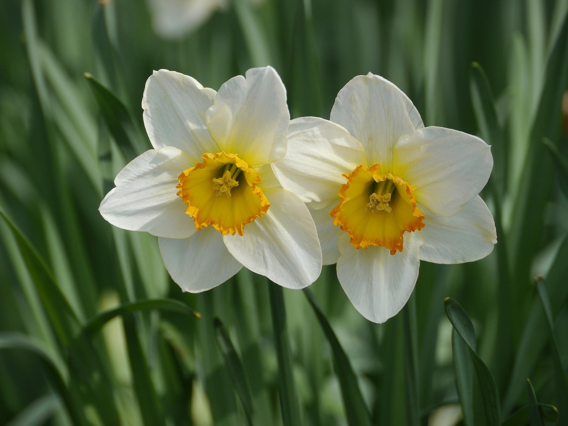 Daffodil Walk