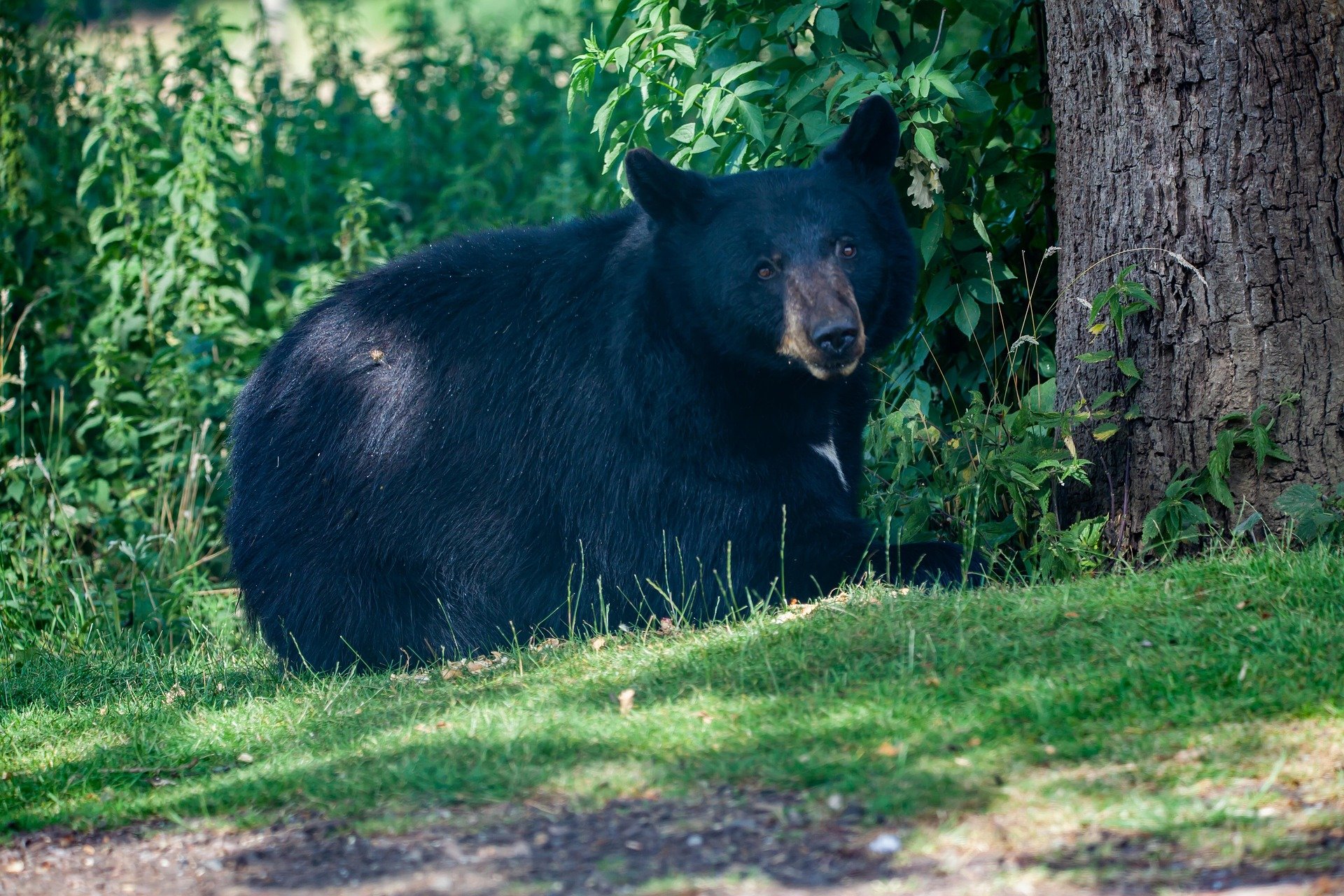Black Bear