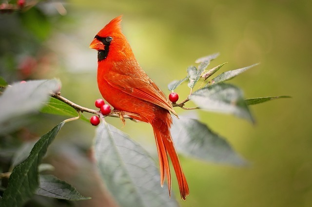 cardinal-2872966_640 Wild and Wonderful Symbols West Virginia Botanic Gardens
