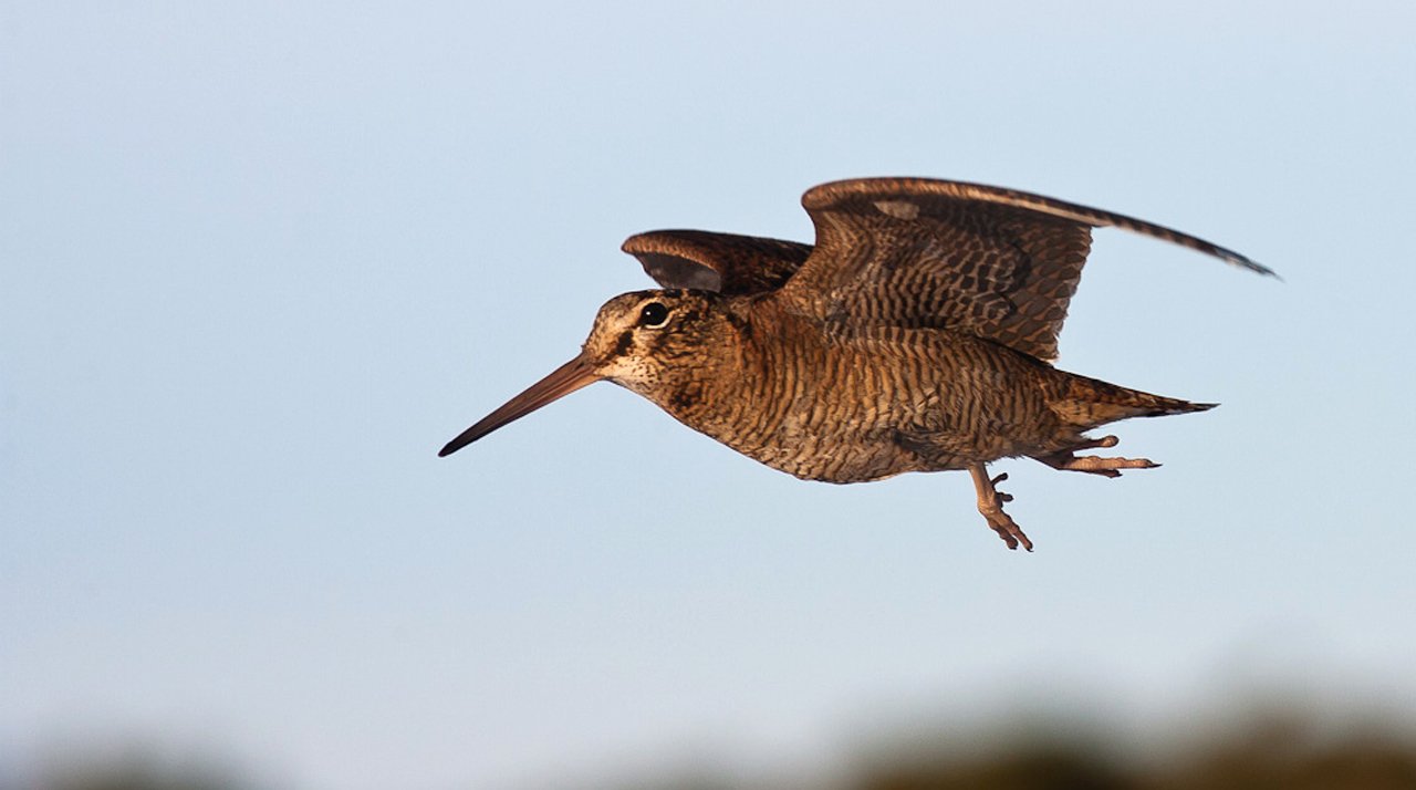 woodcock Woodcock Walk