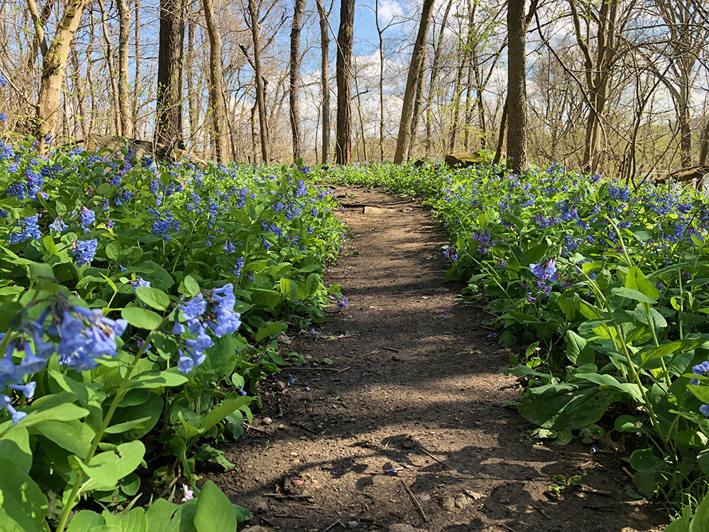 buebellsandtrail-resize WVU Core Arboretum Spring Flower Festival