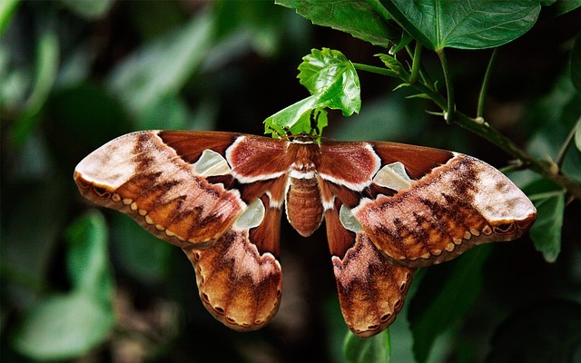 West Virginia Botanic Garden Moth Night