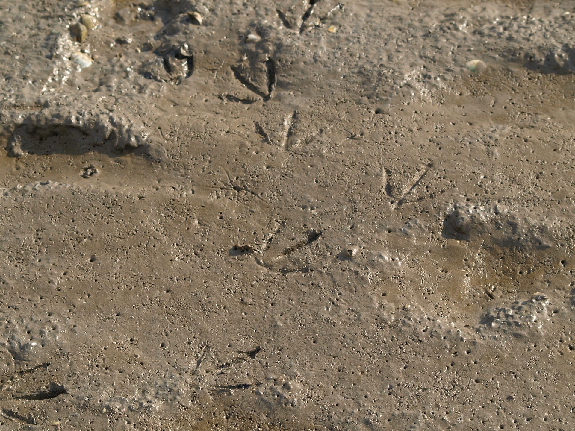 Dino Tracks