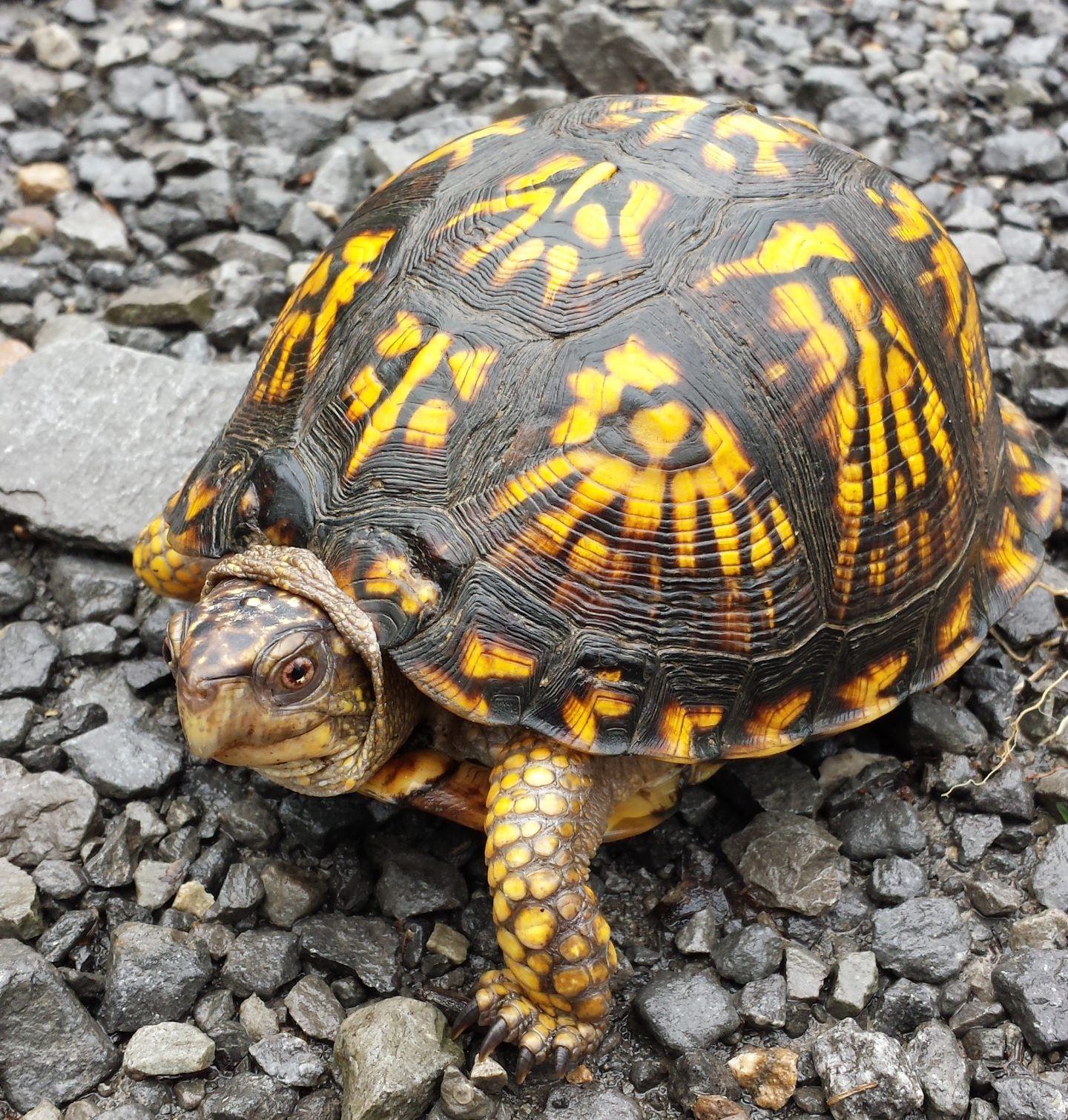 Terrific Turtles
