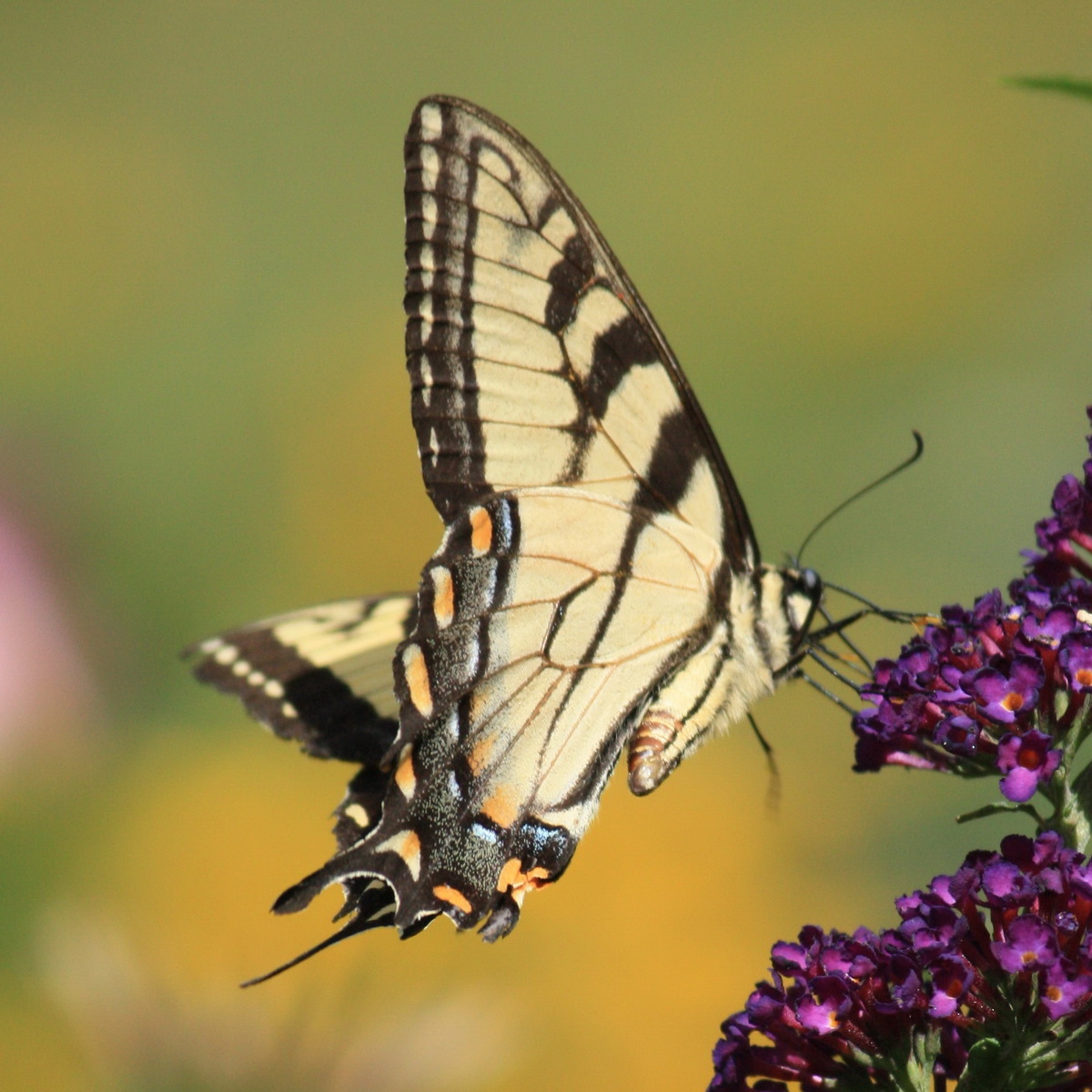 Bees, Blossoms, Blooms, & Butterflies