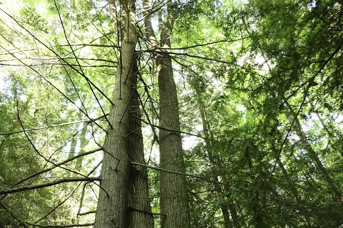 evergreens