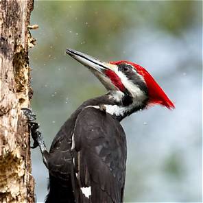 pileated